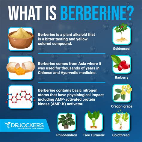 burberry blood sugar|berberine benefits for diabetics.